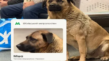 Міша повернувся: київський метрополітен пояснив ситуацію зі псом-талісманом станції «Теремки»