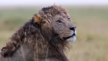 З ребцентру в Хмельницькому втекло два дуже небезпечних, зубатих пацієнта-хижака: чи варто переживати містянам