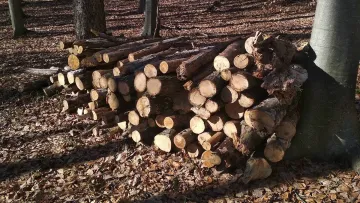 Кримінал чи бізнес-план: на Черкащині чоловік заплатить 850 грн за вирубку дерев на десятки тисяч