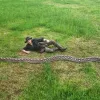В Індонезії знайшли найдовшу змію у світі: відома вага та довжина сітчастого пітона 