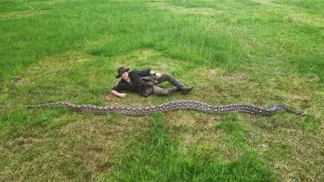 В Індонезії знайшли найдовшу змію у світі: відома вага та довжина сітчастого пітона 