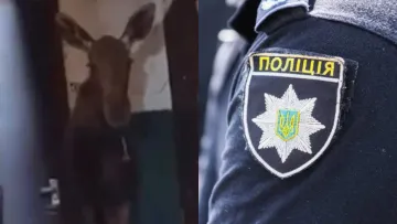Такого гостя у Святошинському районі не чекали: у під’їзді багатоповерхівки знайшли справжнього лося