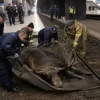 Переполох на польській залізниці: колапс у Варшаві стався не через наліт дронів РФ, а дику тварину