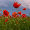 Фермер із Черкащини засіяв понад 100 га забороненою рослиною: яке покарання чекає горе-бізнесмена