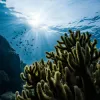«Антена прибульців» на дні океану: розкрито таємницю об'єкта, який заплутав учених 60 років тому