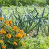 Квіти, які природно захищають город від шкідників: що треба посадити поруч із овочами