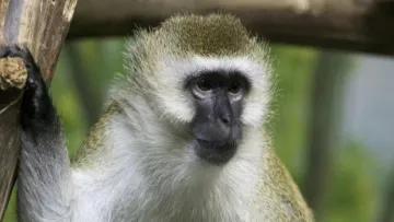 Мавпа «керувала» маршруткою в Індії: водія звільнили після вірусного відео