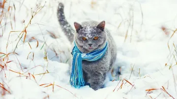 «Очікує нас дуже холодна погода»: Наталка Діденко попередила українців про лютневі морози