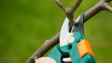 Запорука гарного врожаю: що треба знати про обрізку плодових дерев навесні