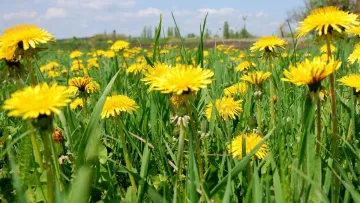 Зробіть це у квітні або на початку травня: простий спосіб позбутися надокучливих кульбаб