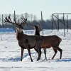 Оленій екопарк «На рогах»: як хобі і бажання відродити деокупований регіон стало справою життя