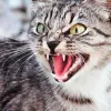 Домашній кіт подряпав власницю і помер від сказу на Волині: в селі запровадили карантин