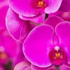 Магія орхідей: як обрати ідеальний вид для дому та змусити його цвісти цілий рік