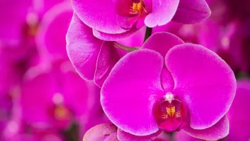 Магія орхідей: як обрати ідеальний вид для дому та змусити його цвісти цілий рік