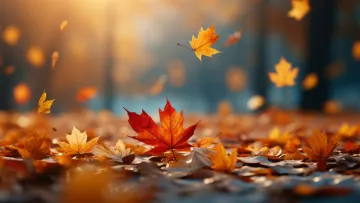 Яка погода завтра, 14 листопада: у п’ятницю буде хмарно з проясненнями і без істотних опадів