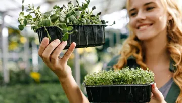 Город для новачків: які овочі можна виростити на підвіконні, якщо ви ніколи нічого не садили