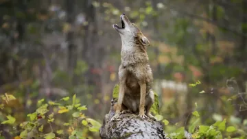 Престижний турнір з гольфу у США ледь не зірвав хижий звір: хто безтактно увірвався на галявину й що накоїв