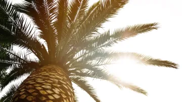 У Панамі виявили пальму що «мандрує»: вчені відповіли – легенда чи науковий факт