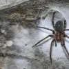 Знайдено найбільшу у світі павутину, де проживають 111 тисяч павуків: відео, яке краще не дивитися арахнофобам