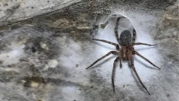 Знайдено найбільшу у світі павутину, де проживають 111 тисяч павуків: відео, яке краще не дивитися арахнофобам