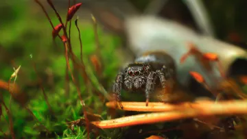 Наукова сенсація: у Київській області виявили рідкісного павука, що існує лише в Угорщині та на Уралі