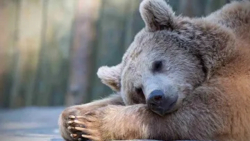 Ведмеді не впадають у сплячку: що насправді з ними відбувається взимку – це може допомогти у лікуванні людей