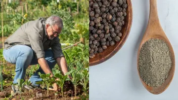 Не лише для кулінарії: садівники розповіли про незвичний спосіб використання чорного перцю на городі