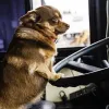 Як перевозити домашніх тварин в автобусах: уряд затвердив нові правила 
