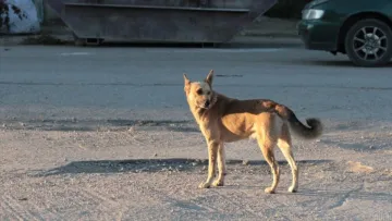 Під Києвом охоронець магазина забив до смерті собаку металевою палицею: зоозахисники вимагають його покарати