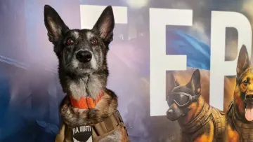 Собака з Павлограда отримала орден героя України: чим відзначився чотирилапий, що отримав таку пошану