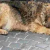 На Дніпропетровщині чоловік знущався з собаки посеред білого дня на вулиці: що загрожує нелюду