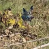 У Зоні відчуження помітили різнокольорових собак: фото дивних тварин, що мешкають у Чорнобилі
