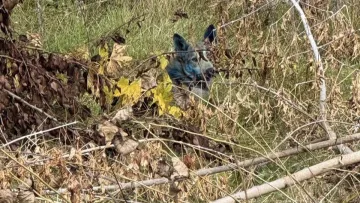 У Зоні відчуження помітили різнокольорових собак: фото дивних тварин, що мешкають у Чорнобилі