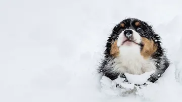 Тернополянин вирішив заробити гроші продаючи сніг і бурульки: скільки хоче за «товар» підприємливий чолов'яга