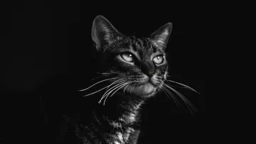 Чому світяться очі у котів – вчені дали відповідь: ця особливість стала поштовхом до розвитку технологій