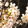 Яка погода завтра, 7 травня: в Україні триватиме літня спека, проте частину регіонів накриють грози
