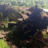 На Львівщині легендарний «Франковий дуб» упав на автобус із випускниками: відомі деталі інциденту