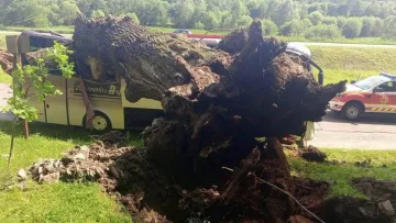 На Львівщині легендарний «Франковий дуб» упав на автобус із випускниками: відомі деталі інциденту