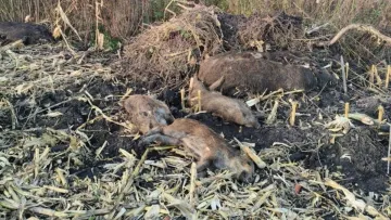 В одній з областей України виявлено вірус африканської чуми свиней: чи йдеться про пандемію