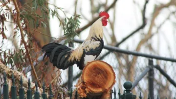 У Норвегії півень став причиною чвар між сусідами: міська влада Нарвіка знайшла варіанти примирення