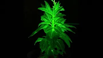 Рослини, що світяться у темряві: китайські вчені створили технологію, що може освітлювати місто без ліхтарів