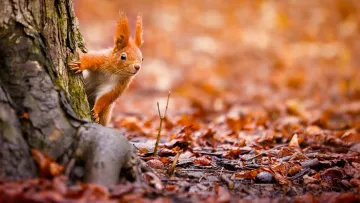 Яка погода завтра, 1 листопада: у перший день останнього місяця осені в Україні буде хмарно, але без опадів