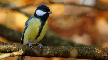 Яка погода завтра, 10 листопада: майже на всій території України буде висока й комфортна температура повітря