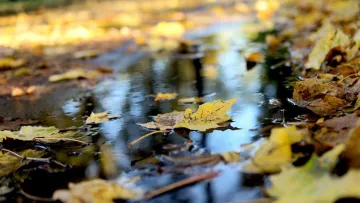 Яка погода завтра, 12 листопада: над Україною затримається волога повітряна маса, очікуються дощі й туман