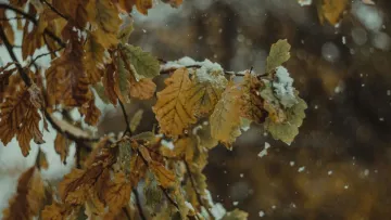 Яка погода завтра, 22 листопада: в Україні очікується ускладнення погодних умов та значне похолодання