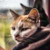 Яка погода завтра, 25 вересня: час діставати з шаф демісезонні речі – в Україну йде похолодання із заморозками
