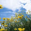 Яка погода завтра, 29 липня: в більшості областей України очікується тепла погода, опади малоймовірні