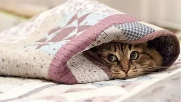 Яка погода завтра, 24 грудня: в усіх регіонах України очікується помірне похолодання та морозний святвечір