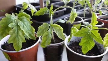 Золоті дні для томатів: місячний посівний календар на березень 2026 та секрети міцних саджанців