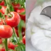 Є в кожному холодильнику: садівники назвали незвичний інгредієнт для підживлення помідорів
